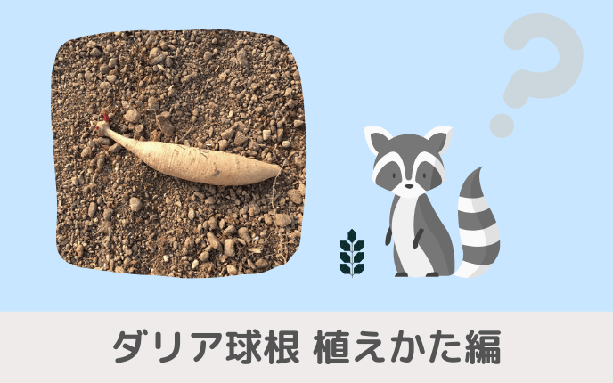 ダリア球根の植えかた