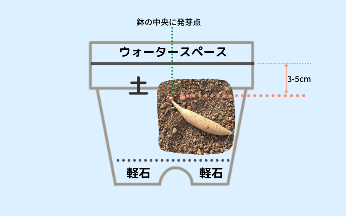 ダリア球根の植えかた