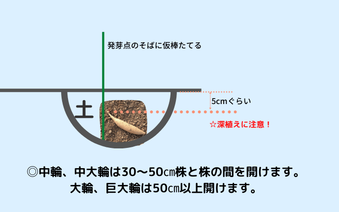 ダリア球根の植えかた